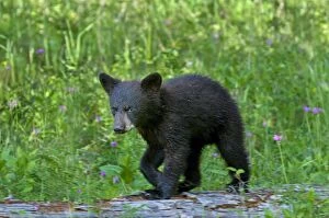 Images Dated 20th June 2012: Wild Black Bear - cub - spring