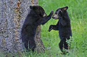 Images Dated 11th June 2012: Wild Black Bear - cubs playing