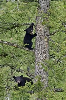 Images Dated 25th May 2012: Wild Black Bear - cubs playing safely in tree while