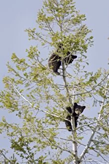 Images Dated 20th May 2012: Wild Black Bear - cubs find safety while napping