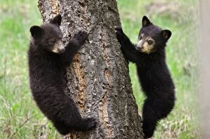 Images Dated 17th May 2012: Wild Black Bear - cubs - spring