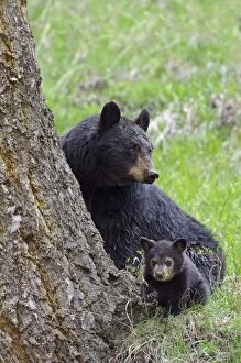 Images Dated 17th May 2012: Wild Black Bear - mother with cub