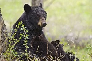 Images Dated 17th May 2012: Wild Black Bear - mother nursing cubs- spring