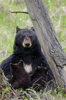 Images Dated 17th May 2012: Wild Black Bear - mother nursing two young cubs - spring