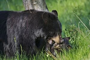 Images Dated 19th June 2012: Wild Black Bear - mother playing with cub - spring