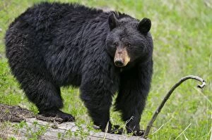 Images Dated 17th May 2012: Wild Black Bear - spring