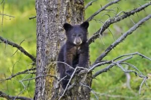 Images Dated 11th June 2012: Wild Black Bear - young cub