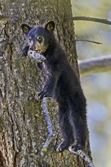 Images Dated 19th June 2012: Wild Black Bear - young cub