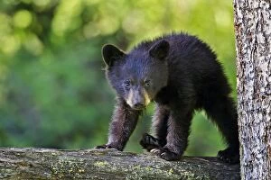 Images Dated 7th June 2012: Wild Black Bear - young cub