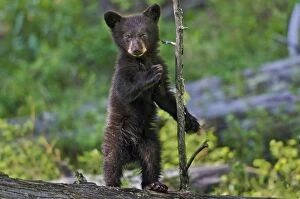 Images Dated 7th June 2012: Wild Black Bear - young cub - spring