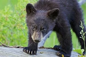 Images Dated 20th June 2012: Wild Black Bear - young cubs playing