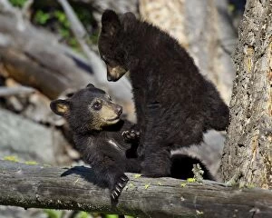 Images Dated 7th June 2012: Wild Black Bear - young cubs playing