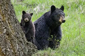 Images Dated 17th May 2012: Wild Black Bears - sow with young cub - spring