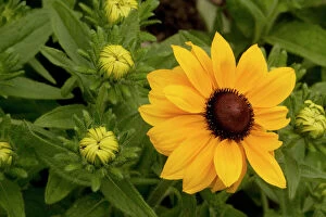 Images Dated 22nd July 2006: Wild black-eyed Susan (Rudbeckia hirta), from North America