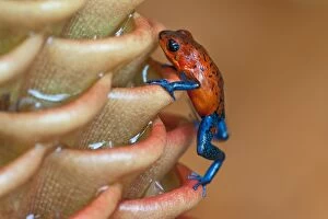 Images Dated 26th July 2012: Wild Blue-jeans Frog / Strawberry Poison Frog