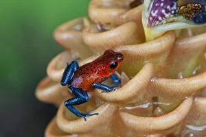 Images Dated 26th July 2012: Wild Blue-jeans Frog / Strawberry Poison Frog