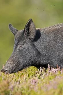 Images Dated 3rd September 2010: Wild Boar