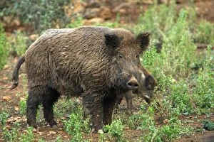 Images Dated 13th October 2007: Wild Boar