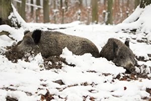 Images Dated 26th November 2008: Wild Boar - 2 animals resting in self-made nest, in snow, Lower Saxony, Germany