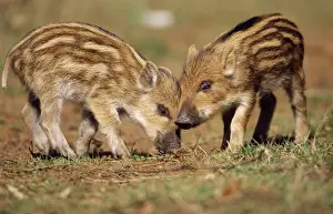 Wild Boar - 2 piglets