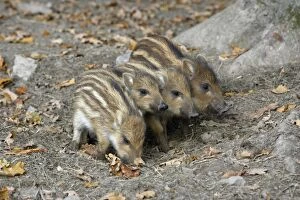 Images Dated 15th September 2007: Wild Boar - 4 piglets on alert, Hessen, Germany