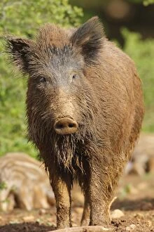 Images Dated 19th April 2009: WILD BOAR