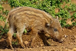 Images Dated 19th April 2009: WILD BOAR