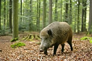 Wild Boar - adult individual strolling through forest