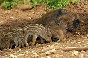Images Dated 19th April 2009: Wild Boar - adult resting with young. Haute Saone - France