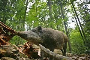 Wild Boar - adult wild boar in forest searching for food under a dead tree trunk