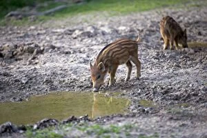Images Dated 17th April 2013: Wild Boar - babies / piglets drinking from a