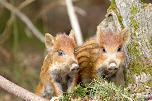 Wild Boar - babies / piglets. Haute Saone, France