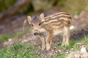 Images Dated 17th April 2013: Wild Boar - baby / piglet. Haute Saone, France