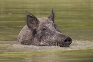 Images Dated 16th October 2018: Wild boar - bathing sow in summer - Germany Date: 16-Oct-18