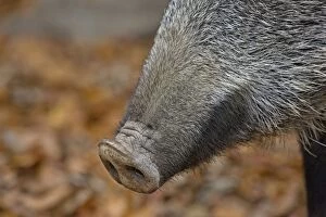 Images Dated 25th October 2012: Wild Boar - close-up of nose