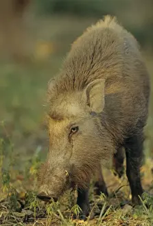 Wild Boar, Corbett National Park, India