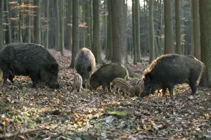 Wild Boar - family in woodland