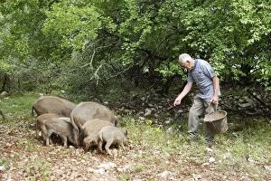 Wild boar - being fed