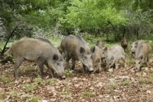 Images Dated 5th July 2006: Wild boar - feeding. France