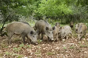 Fmaily Prints: Wild boar - feeding. France