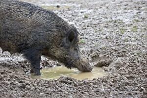Boars Gallery: Wild Boar - female drinking from a puddle. Haute