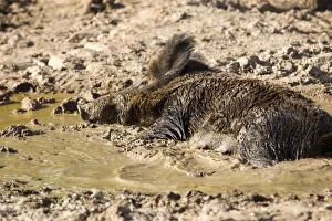 Images Dated 17th April 2013: Wild Boar - female in mud. Haute Saone, France
