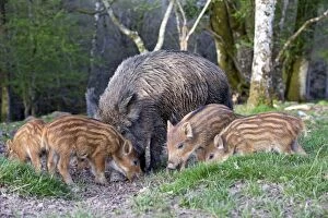Images Dated 17th April 2013: Wild Boar - female / sow and babies / piglets