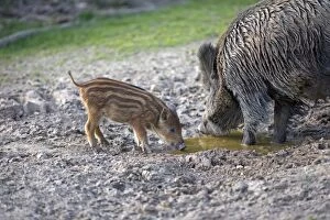 Boars Gallery: Wild Boar - female / sow and babies / piglets