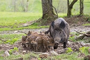 Images Dated 18th April 2013: Wild Boar - female / sow with babies / piglets