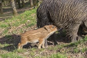 Images Dated 17th April 2013: Wild Boar - female / sow nursing babies / piglets