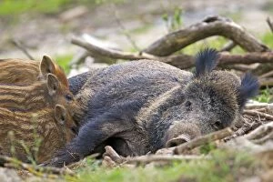 Images Dated 18th April 2013: Wild Boar - female / sow nursing babies / piglets