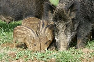 Wild Boar - female with young