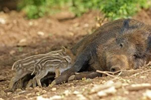 Images Dated 19th April 2009: Wild Boar - female with young feeding. Haute Saone - France