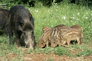 Images Dated 6th June 2004: Wild Boar - female with young. France